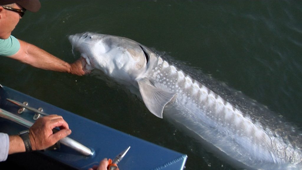 Fraser River White Sturgeon - Catching Tips and Techniques