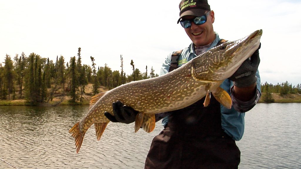 Episode #378 From Top to Bottom Pike & Lake Trout – Fishful Thinking