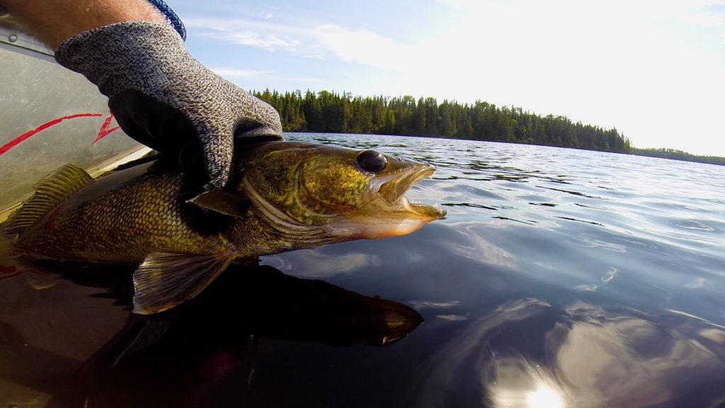 Episode #379 Small Lake Northern Walleye – Fishful Thinking