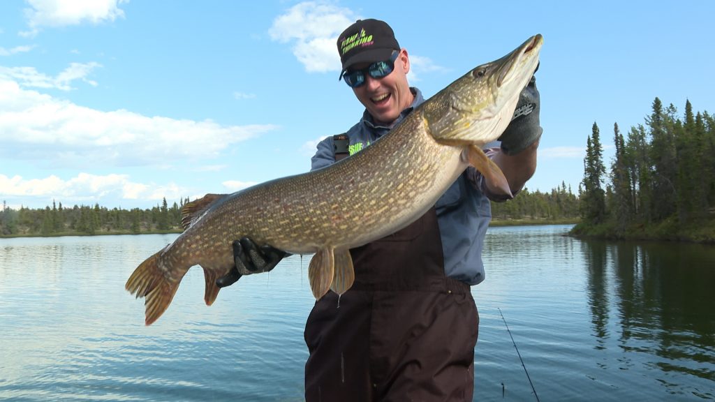 Nice 32 pike, she only weighed 8lbs unless my scales off been a while  since checked. Gave it to my neighbor he loves eating pike. : r/Fishing