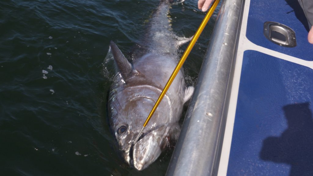 Fishing for Giant Bluefin Tuna on Prince Edward Island - Anglers